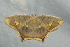 Thinopteryx nebulosa