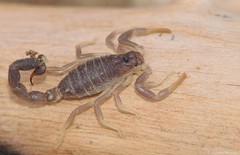 Parabuthus schlechteri