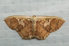 Zythos avellanea