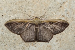 Zythos strigata