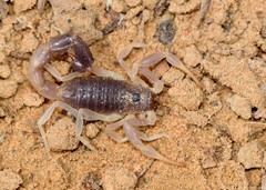 Parabuthus schlechteri