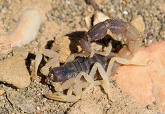 Parabuthus schlechteri