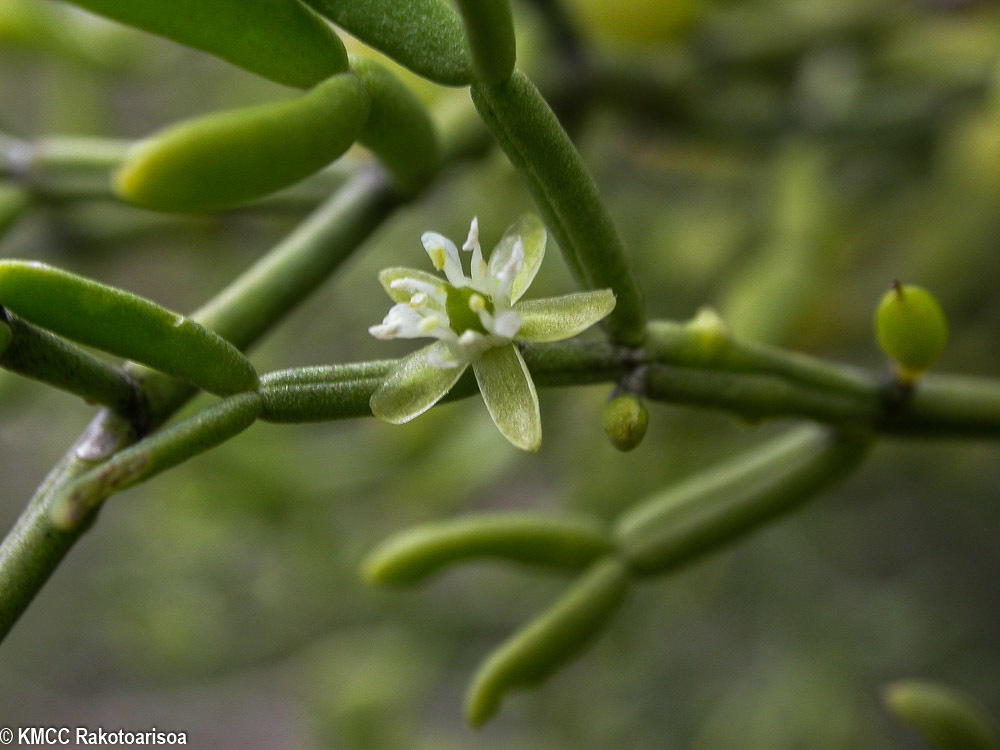 Zygophyllum depauperatum
