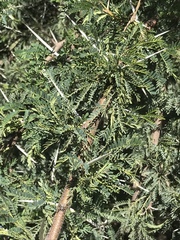 Vachellia karroo