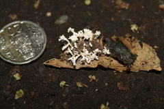 Cordyceps sinclairii