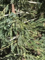 Vachellia karroo