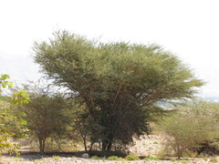 Vachellia tortilis raddiana