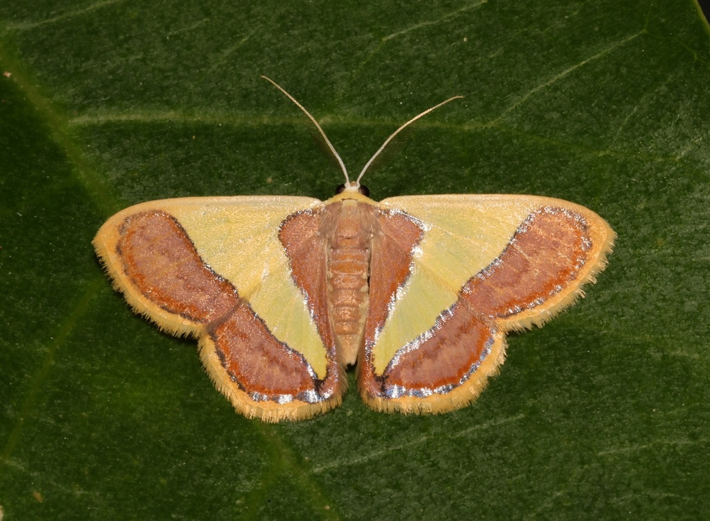 Plutodes exquisita