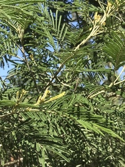 Acacia mearnsii