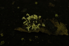 Cordyceps sinclairii