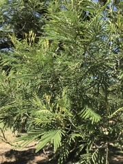 Acacia mearnsii