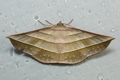 Sarcinodes reductatus