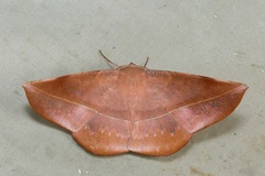 Sarcinodes sumatraria