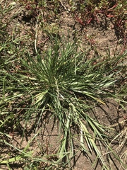 Eleusine coracana