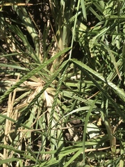 Eleusine coracana