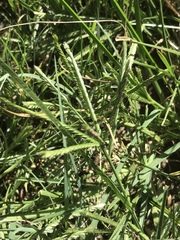 Eleusine coracana