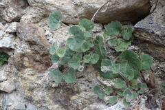 Asarina procumbens