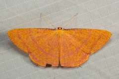 Eumelea rosalia
