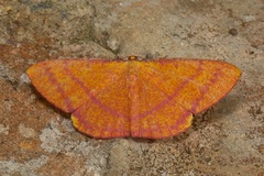 Eumelea rosalia