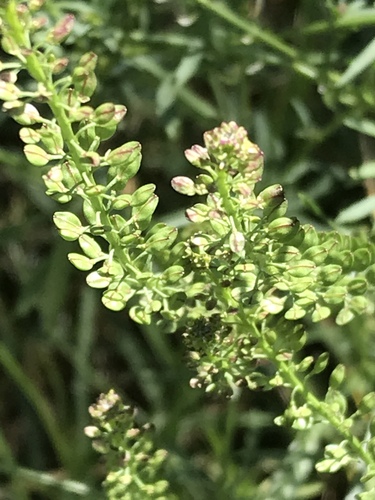 Lepidium africanum