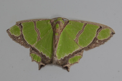 Agathia carissima