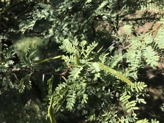 Vachellia karroo