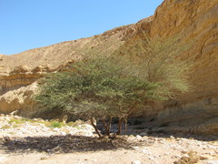 Vachellia tortilis raddiana