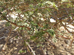 Vachellia tortilis raddiana