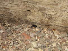 Orthochirus scrobiculosus negebensis