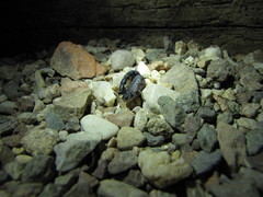 Orthochirus scrobiculosus negebensis