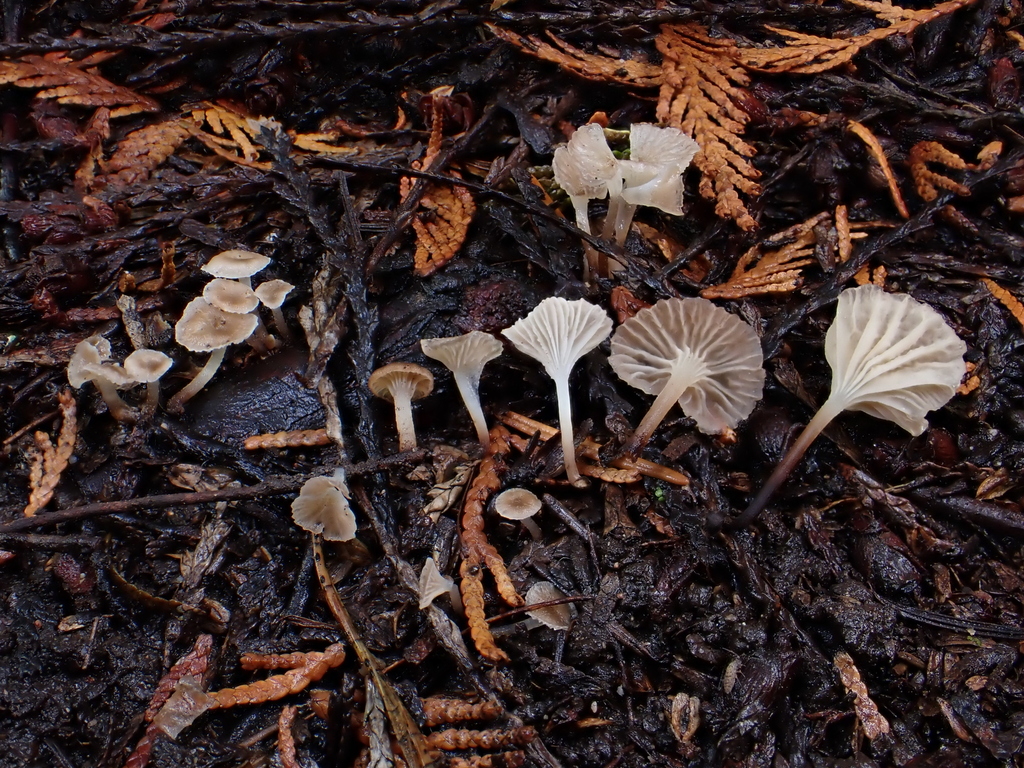 Porotheleum sp. 'PNW02'