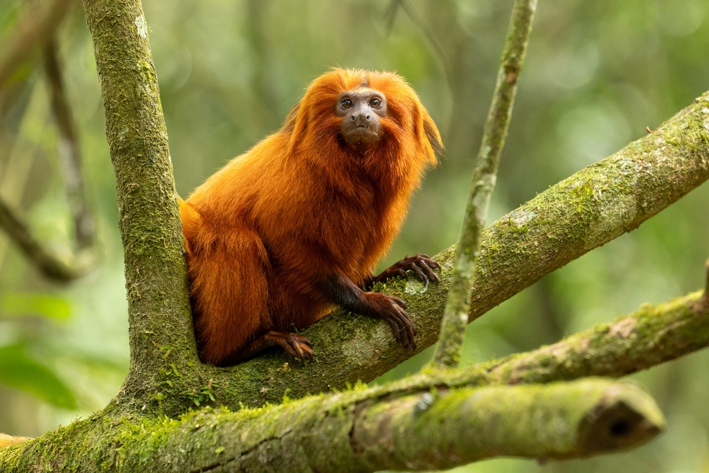 Lion Tamarins