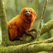 Lion Tamarins - Photo (c) Tomaz Nascimento de Melo, some rights reserved (CC BY-NC-ND), uploaded by Tomaz Nascimento de Melo