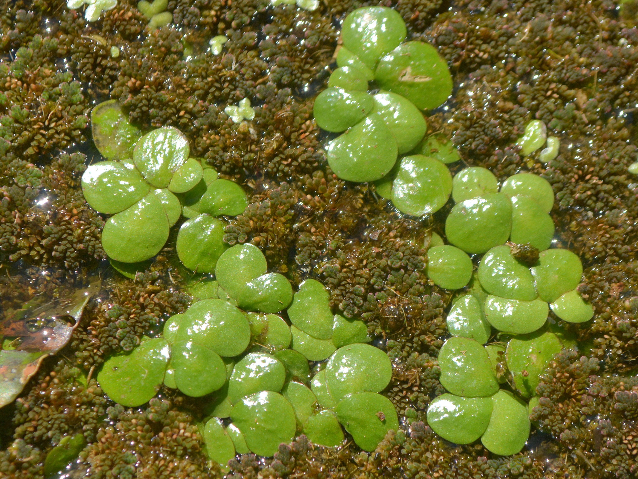 Spirodela intermedia