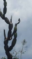 Mimus parvulus parvulus