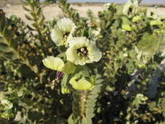 Hyoscyamus desertorum