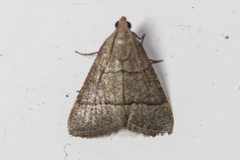 Hypsopygia nonusalis