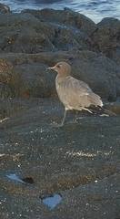 Leucophaeus fuliginosus