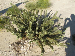 Hyoscyamus desertorum