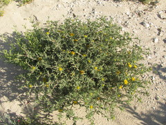 Asteriscus graveolens