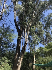 Eucalyptus camaldulensis