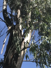Eucalyptus camaldulensis