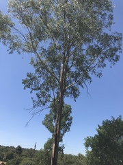 Eucalyptus camaldulensis