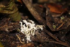 Cordyceps sinclairii