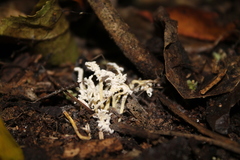 Cordyceps sinclairii