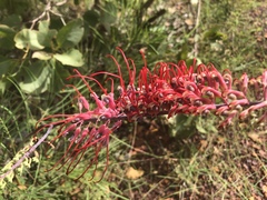 Grevillea dryandri