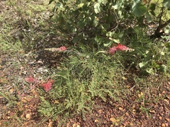 Grevillea dryandri