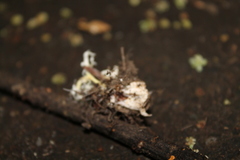 Cordyceps sinclairii