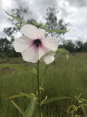Hibiscus meraukensis