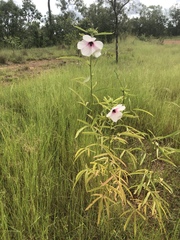 Hibiscus meraukensis